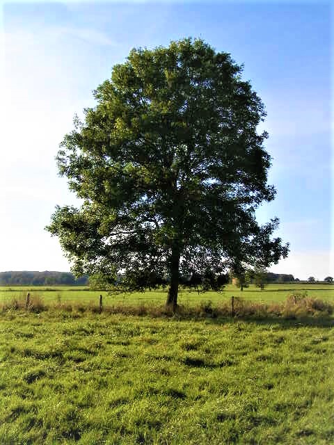 A new look at the family tree | Meteorites: The Blog from the Final ...